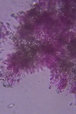 Lyomyces erastii image