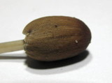Parasola auricoma image