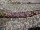 Punctularia atropurpurascens image