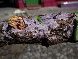 Punctularia atropurpurascens image