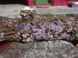 Punctularia atropurpurascens image