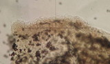Parasola auricoma image
