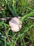Conocybe apala image