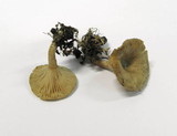 Clitocybe rhizophora image