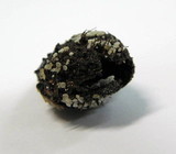 Lachnum virgineum image
