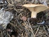 Clitocybe brunneocephala image