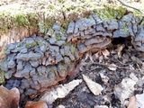 Hymenochaete rubiginosa image