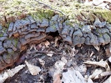 Hymenochaete rubiginosa image