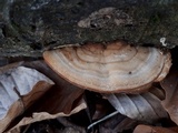 Antrodiella fragrans image