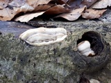 Antrodiella fragrans image