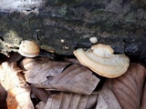 Antrodiella fragrans image