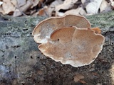 Antrodiella fragrans image
