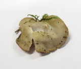 Gyromitra leucoxantha image