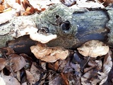 Antrodiella fragrans image