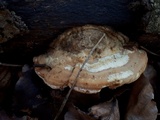 Antrodiella fragrans image