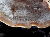 Antrodiella fragrans image