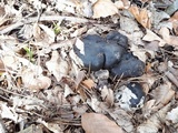 Hygrophorus marzuolus image