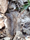Hygrophorus marzuolus image