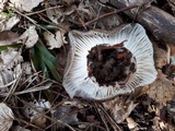 Hygrophorus marzuolus image
