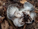 Hygrophorus marzuolus image