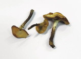 Kuehneromyces mutabilis image