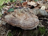 Ganoderma adspersum image