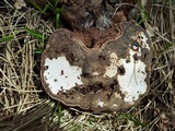 Ganoderma adspersum image