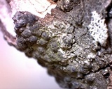 Cryptovalsa protracta image
