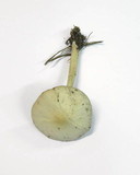 Psathyrella spadiceogrisea image