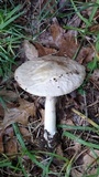 Amanita marmorata image
