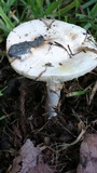 Amanita marmorata image