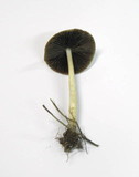 Psathyrella spadiceogrisea image