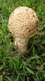 Amanita foetidissima image