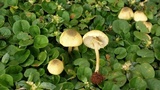 Xanthagaricus luteolosporus image