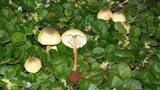 Xanthagaricus luteolosporus image