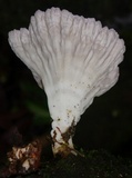 Cymatoderma caperatum image