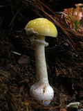 Amanita praecox image