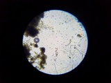 Cladosporium cladosporioides image