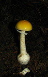 Amanita praecox image