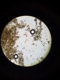 Cladosporium cladosporioides image