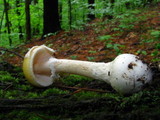 Amanita praecox image