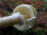 Amanita praecox image