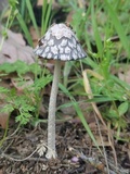 Coprinopsis picacea image