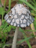 Coprinopsis picacea image