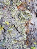 Calicium viride image