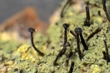 Calicium viride image