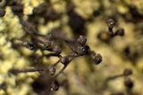Calicium viride image