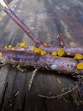 Guepiniopsis alpina image