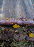 Guepiniopsis alpina image