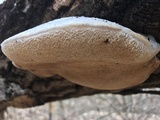 Trametes suaveolens image